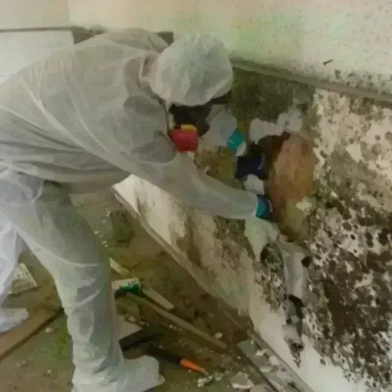 Mold Remediation and Removal in Foothill Farms, CA